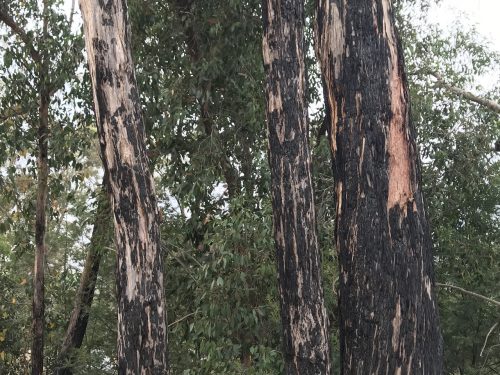 Apdegušie koki pie bērnu nometnes